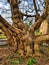 Centuries old tree in a castle courtyard