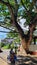 Century-Old Acacia Tree in Tagbilaran City, Bohol, Philippines