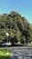 Century old Moreton Bay Fig Tree, Camarillo, CA