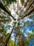 Century pine trees against blue sky with clouds