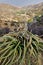 Century Plant above Bisbee Arizona