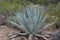 Century Plant Agave