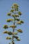 Century plant Agave americana flowering spike, Mali Losinj, Croatian island. Tall flowering spike of the century plant agave.