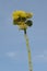 Century Plant with yellow flower towering over 8 feet high in Coyote Canyon, Anza-Borrego Desert State Park, near Anza Borrego