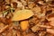 Cep or bolete mushrooms