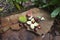 Cep and chestnuts on fresh stump