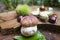 Cep and chestnuts on fresh stump