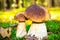 Cep mushroom, boletus, Borovik