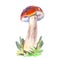 Cep Mushroom Boletus Edulis mushroom watercolor hand-drawn illustration isolated object on white