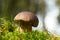 Cep mushroom in a forest scene