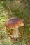 Cep mushroom in a forest scene