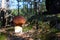 Cep mushroom grow in moss and coniferous forest