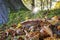 Cep Mushroom Growing in Autumn Forest. Boletus growing under the tree. Mushroom picking