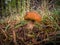 Cep Mushroom Growing in European Forest