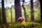 Cep mushroom grows in moss wood