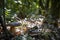 Cep mushroom grows under tree