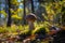 Cep mushroom in moss and coniferous wood