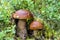 Cep in nature, edible porcini mushrooms