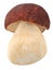 Cep porcino b. edulis mushroom, paths