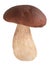 Cep porcino b. edulis mushroom, paths