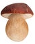 Cep porcino b. edulis mushroom, paths