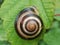 Cepaea Hortensis snail