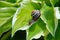 Cepaea nemoralis and Hosta