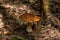 Cepe. Forest mushroom.