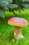 Cepe mushroom
