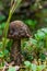 Cepe mushroom