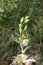 Cephalanthera damasonium in bloom