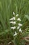 Cephalanthera damasonium orchid