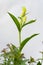 Cephalanthera damasonium, terrestrial orchid of the Orchidaceae family