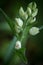 Cephalanthera damasonium, White Helleborine orchid grow in forest with natural background, wallpaper natural closeup macro,