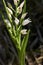 Cephalanthera longifolia in bloom