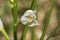 Cephalanthera longifolia in bloom