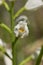 Cephalanthera longifolia in bloom