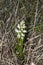 Cephalanthera longifolia in bloom