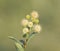 Cephalanthus occidentalis is a flowering plant in the family Rubiaceae, that is native to eastern and southern North America. name