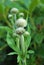 Cephalaria alpina - flower buds