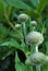 Cephalaria alpina - flower buds