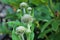 Cephalaria alpina - flower buds