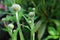 Cephalaria alpina - flower buds