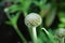Cephalaria alpina - flower buds