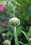 Cephalaria alpina - flower buds