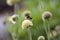 Cephalaria alpina - Inflorescence with a bumble bee