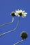 Cephalaria Flowers Against Sky