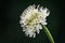 Cephalaria leucantha flower on black background