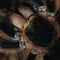 Cephalothorax