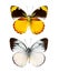 Cepora laeta butterfly